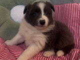 chiot 2 bleu et blanc libre