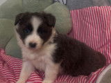 chiot 3 bleu et blanc libre