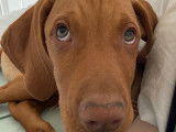 Chiots de race Vizsla à Poil Court à vendre (1 mâle)
