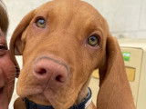Chiots de race Vizsla à Poil Court à vendre (1 mâle)