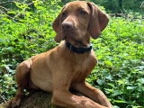 Chiots de race Vizsla à Poil Court à vendre (1 mâle)