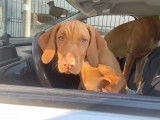 Chiots de race Vizsla à Poil Court à vendre (1 mâle)
