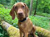 Chiots de race Vizsla à Poil Court à vendre (1 mâle)