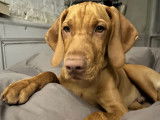 Chiots de race Vizsla à Poil Court à vendre (1 mâle)