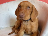 Chiots de race Vizsla à Poil Court à vendre (1 mâle)