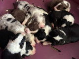Magnifiques chiots Border Collie élevés en famille à vendre
