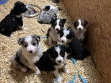 Magnifiques chiots Border Collie élevés en famille à vendre