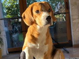 Male Beagle LOF de 4 ans disponible pour saillie