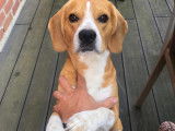 Male Beagle LOF de 4 ans disponible pour saillie