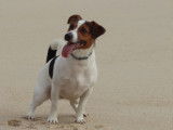Mâle Jack Russell disponible pour saillie