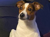 Mâle Jack Russell disponible pour saillie