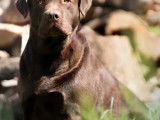 Mâle Labrador cherche femelle pour saillie