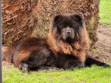 Mâle Chow-Chow non LOF disponible pour saillie
