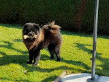 Mâle Chow-Chow non LOF disponible pour saillie