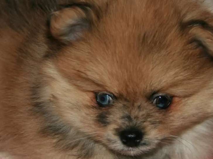Chiot femelle Spitz Nain merle à vendre