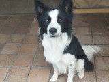 Mâle Border Collie disponible pour saillie
