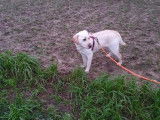 Phoebe, chienne Labrador à adopter