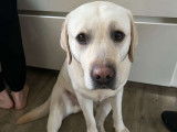 Robert, Labrador Retriever à adopter