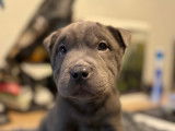Chiot Shar Peï croisé Bully à vendre