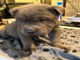 Chiot Shar Peï croisé Bully à vendre