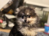 Chiots Spitz Nain à vendre