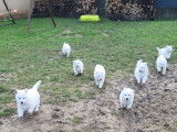Chiots Berger Blanc Suisse LOF à poil long à vendre