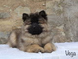 Chiots Eurasier LOF à vendre