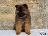Chiots Eurasier LOF à vendre