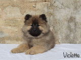 Chiots Eurasier LOF à vendre