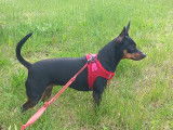 Femelle Pinscher Nain disponible pour saillie