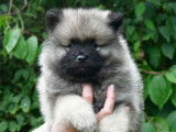 Des chiots Spitz-Loups gris LOF à vendre (LOF)