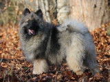 Des chiots Spitz-Loups gris LOF à vendre (LOF)