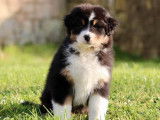 À vendre, 8 chiots Bergers Australiens LOF