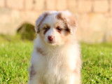 À vendre, 8 chiots Bergers Australiens LOF