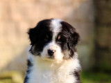 À vendre, 8 chiots Bergers Australiens LOF
