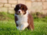 À vendre, 8 chiots Bergers Australiens LOF