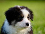 À vendre, 8 chiots Bergers Australiens LOF