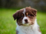 À vendre, 8 chiots Bergers Australiens LOF