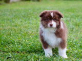 À vendre, 8 chiots Bergers Australiens LOF