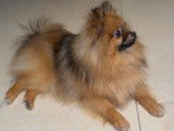 Une chienne Spitz Nain ricolore LOF à vendre