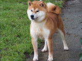 1 chien Shiba Inu LOF disponible pour saillie