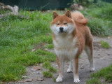 1 chien Shiba Inu LOF disponible pour saillie