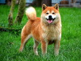 1 chien Shiba Inu LOF disponible pour saillie
