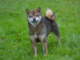 1 chien Shiba Inu LOF adulte disponible pour saillie