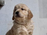 6 chiots Golden Retrievers LOF disponibles à la vente