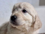 6 chiots Golden Retrievers LOF disponibles à la vente