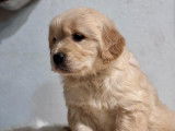 6 chiots Golden Retrievers LOF disponibles à la vente