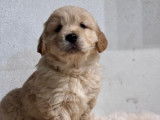 6 chiots Golden Retrievers LOF disponibles à la vente