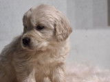 6 chiots Golden Retrievers LOF disponibles à la vente
