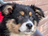 2 chiots Berger Australien LOF en vente